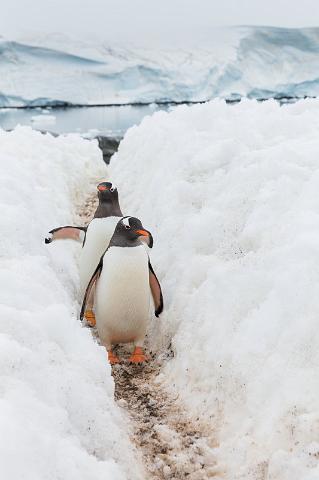 126 Antarctica, Port Lockroy, ezelspinguins.jpg